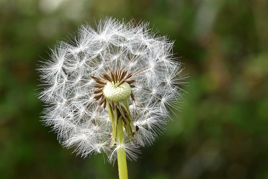 egret of pisenlit, seeds fly in the wind, flower dandelion, HD wallpaper