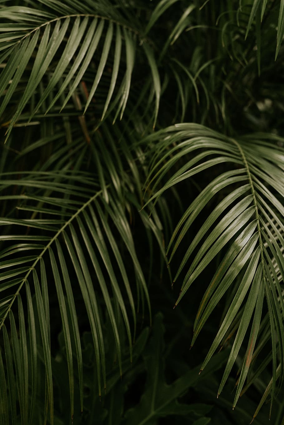 green linear leafed plant, leaves, forest, woodland, tropical HD wallpaper