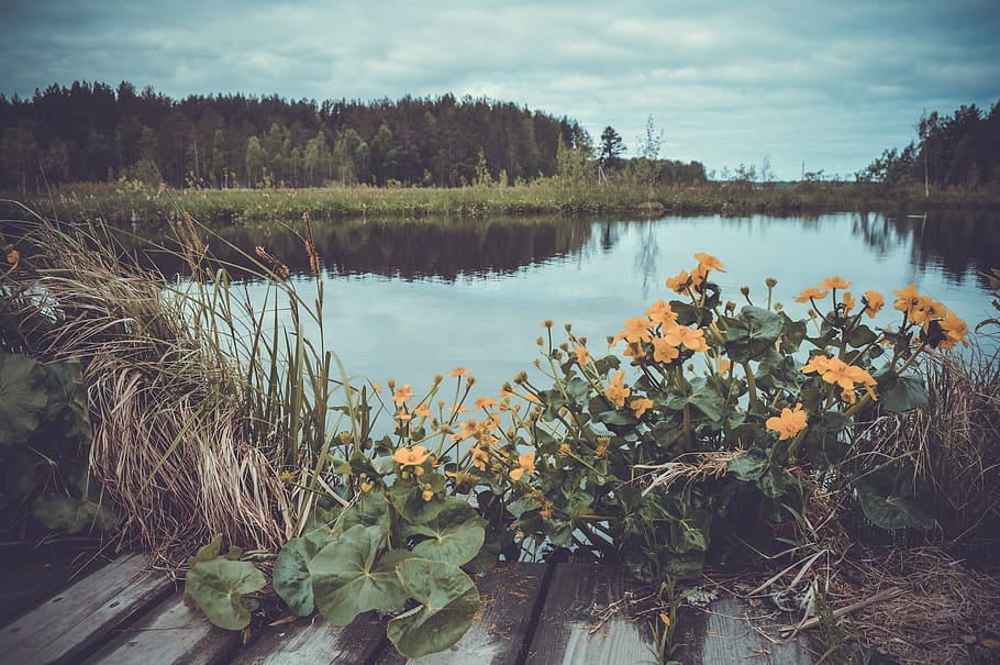Yellow Flowers Near Body Of Water, environment, flora, lake, plants HD wallpaper