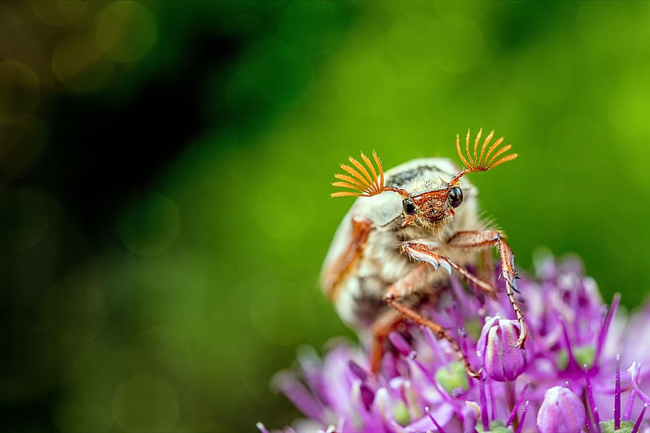 Close-up and Selective Focus Photography of White and Red Insect on Flower HD wallpaper