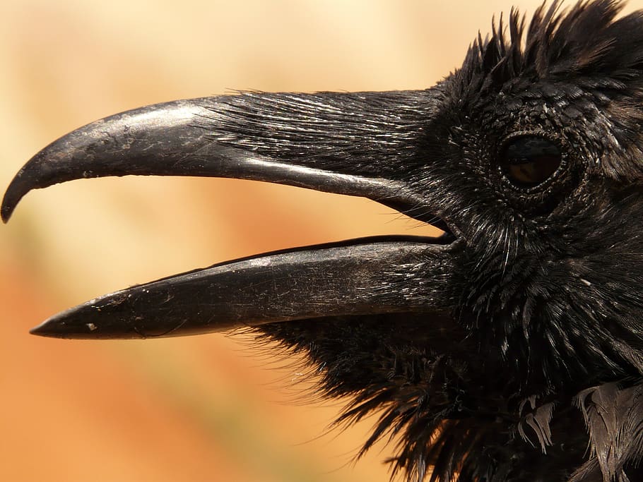 Black Crow in Macro Photgraphy, close-up, raven, one animal, animal themes
