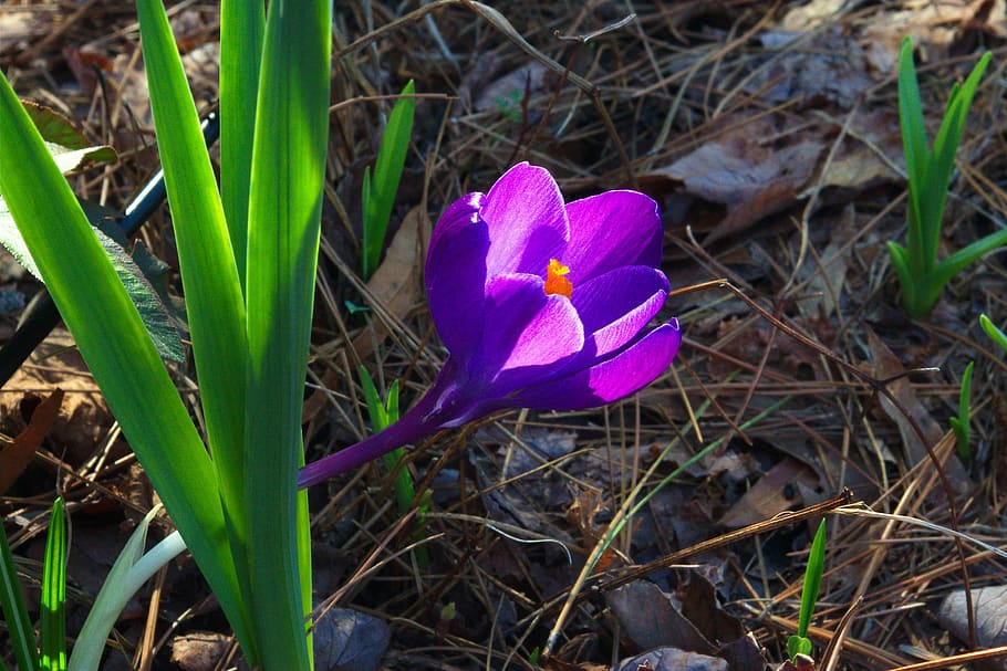 early spring crocus, flower, nature, plant, purple, bloom, flora HD wallpaper