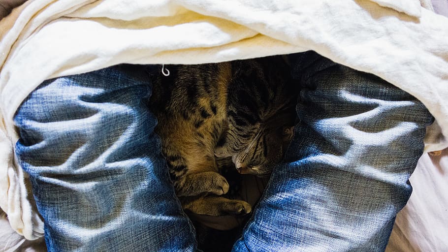 cat, animal, nap, sleep, relaxation, domestic animals, pets HD wallpaper