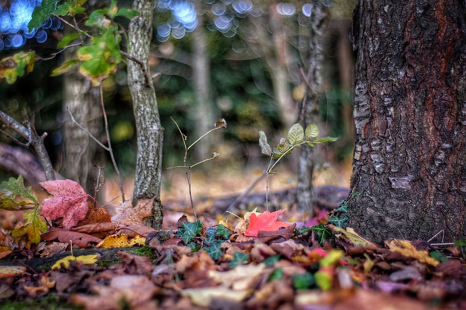 withered leaves, tree, plant, leaf, tree trunk, ground, forest HD wallpaper