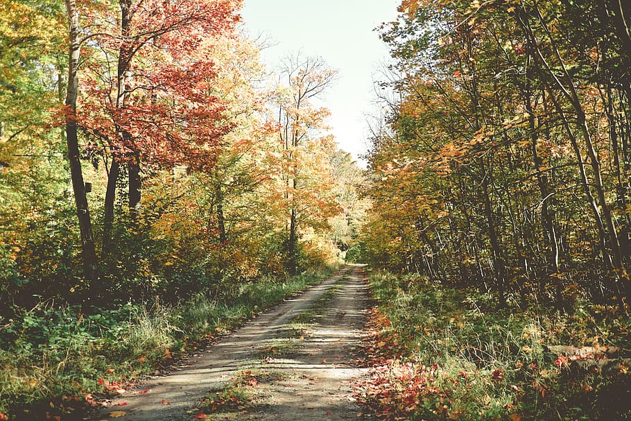 autumn, fall, indian, summer, red, yellow, gold, forest, woods HD wallpaper
