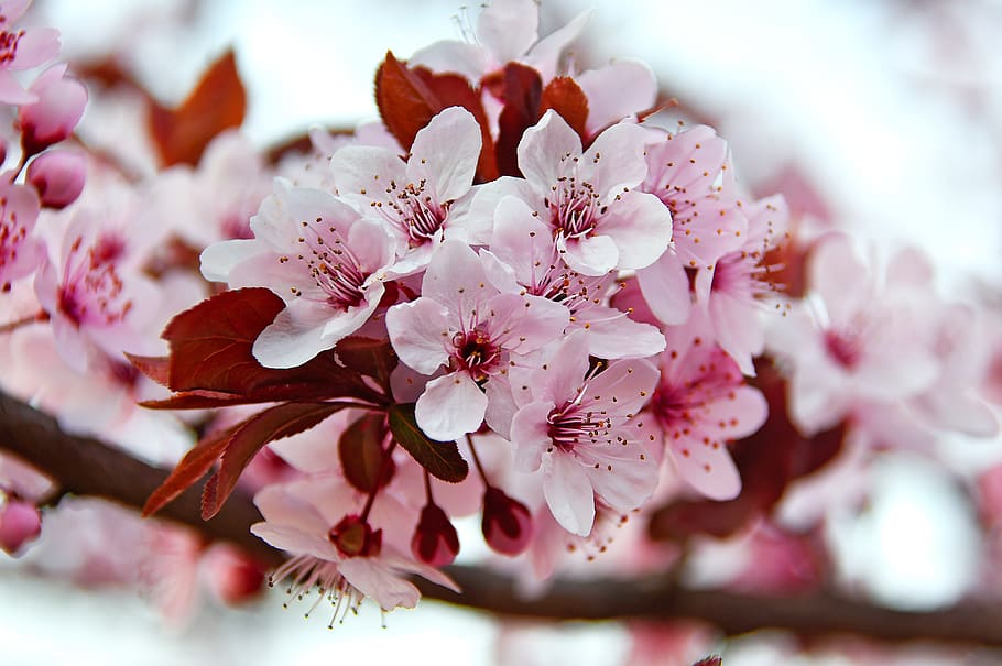 spring, spring flowers, pink, pink flowers, fresh, wood, branch, HD wallpaper