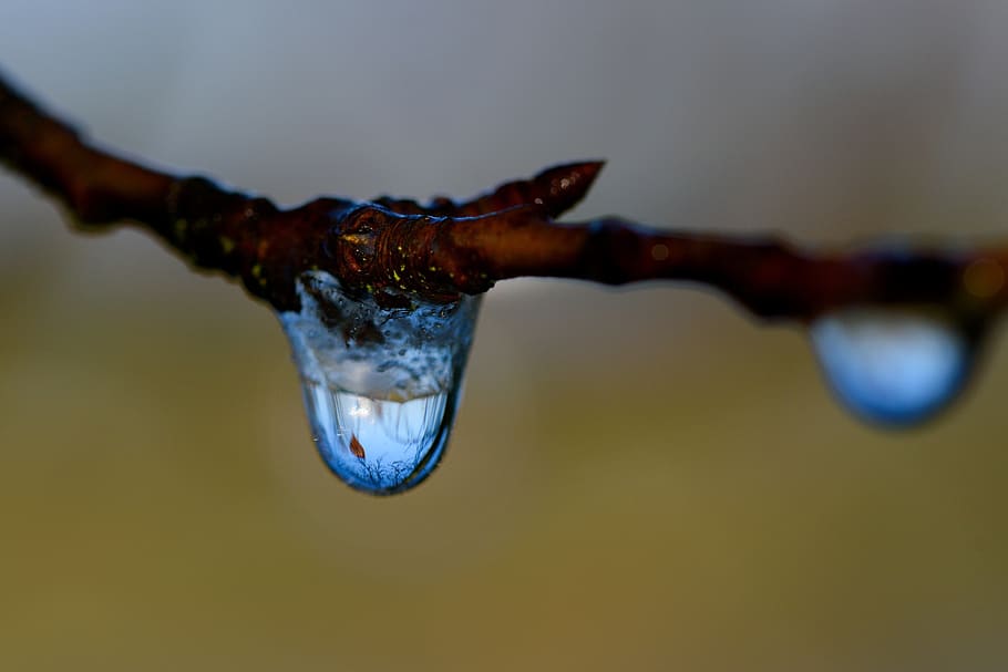 icing, drop, winter, macro, water, close-up, no people, nature HD wallpaper