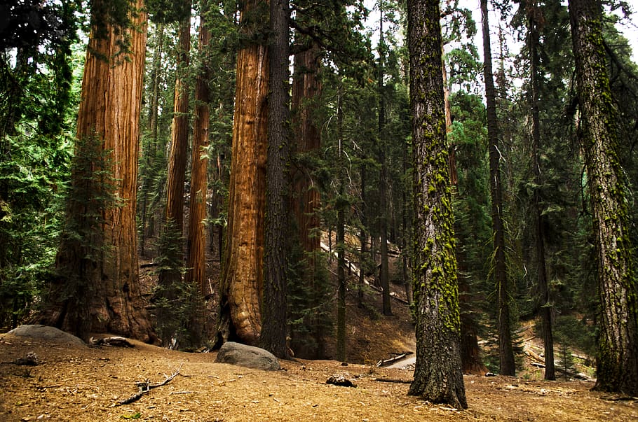 forest, trees, sequoia, national park, california, hiking, trail, HD wallpaper