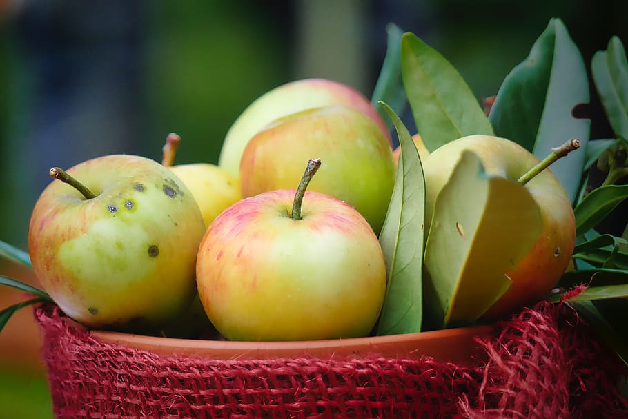 harvest, autumn, apple, leaf, shell, deco, delicious, healthy HD wallpaper