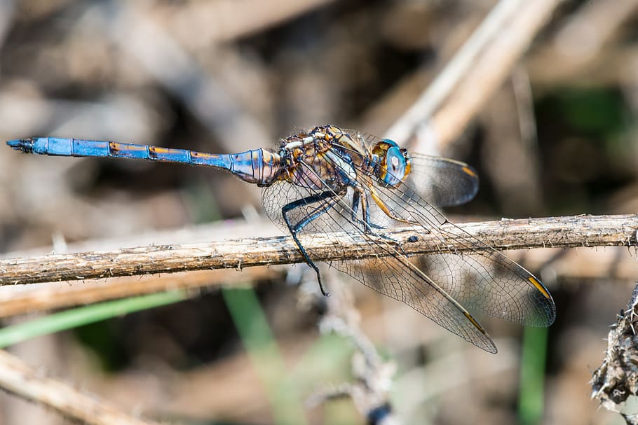 dragonfly, emperor, macro, insect, wildlife, stem, bug, face HD wallpaper