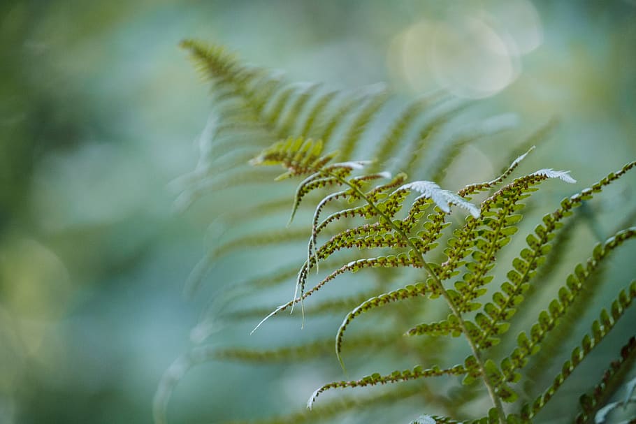 plant, growth, beauty in nature, close-up, green color, selective focus HD wallpaper