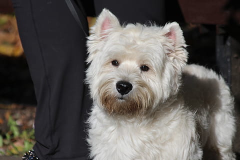 Westie hot sale beard stains