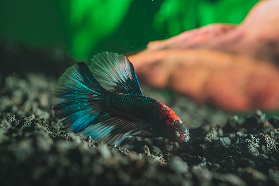 Page 2 | betta 1080P, 2K, 4K, 5K HD wallpapers free download