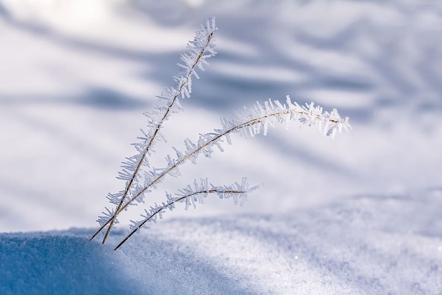 eiskristalle, blades of grass, snow, winter, cold, frozen, frost, HD wallpaper