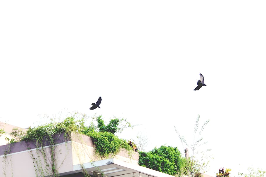 bird, soul, sky, light, dark, background, chill, peace, afternoon HD wallpaper