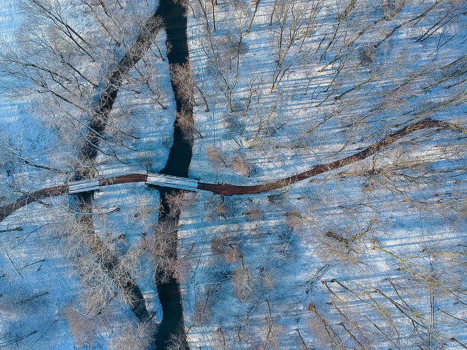 trees, air, aerial, forest, no people, day, plant, nature, tree trunk HD wallpaper