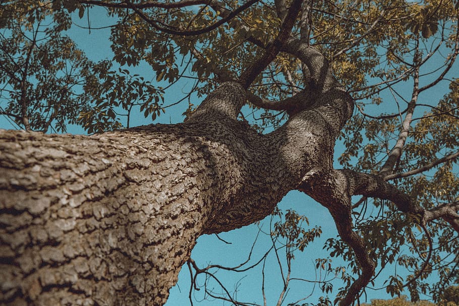 brown tree under blue skyy, plant, tree trunk, animal, bird, oak HD wallpaper
