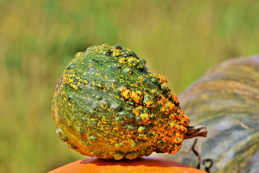 pumpkin, fruit, autumn, cucurbita maxima, choose, large, huge HD wallpaper