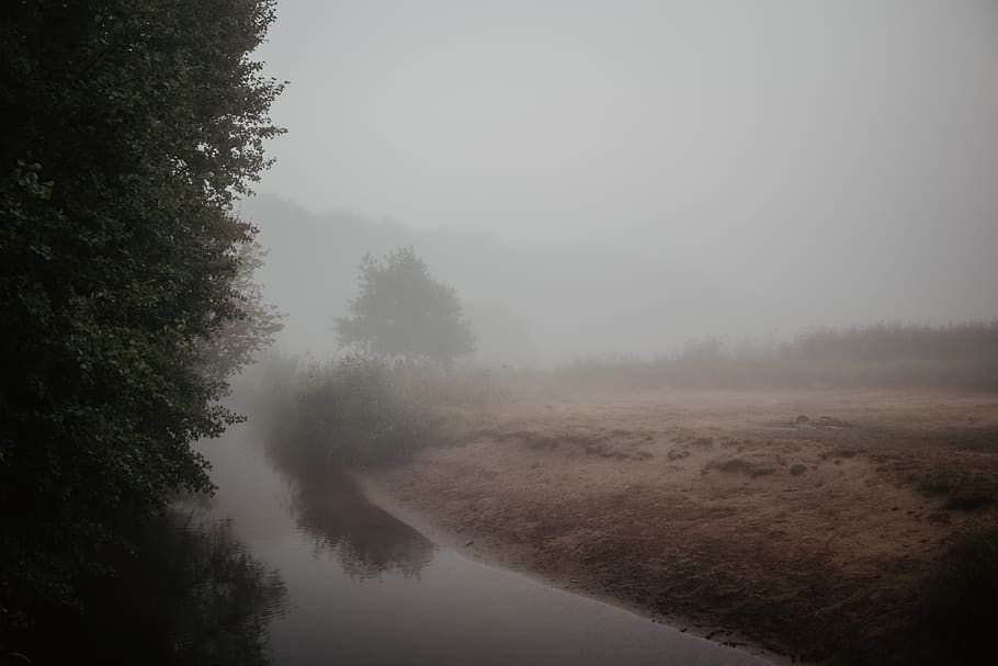 trees covered by mist, fog, nature, weather, foggy, lake, hd HD wallpaper