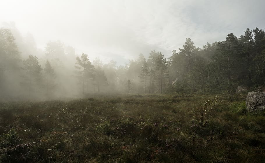 mist, swamp, forest, trees, misty, plant, tranquil scene, tranquility HD wallpaper