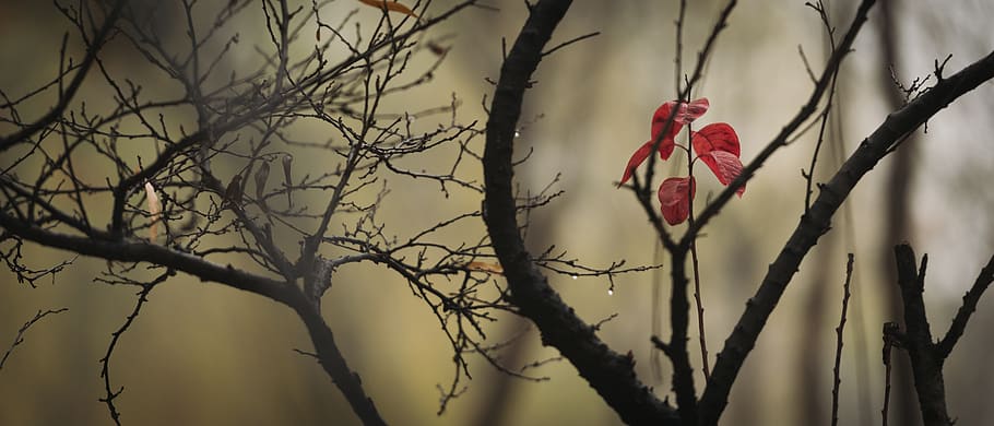 red leaf selective color photography, plant, bee eater, animal HD wallpaper