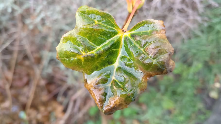 leaf, rain, autumn, green, tree, nature, rarely, food and drink HD wallpaper