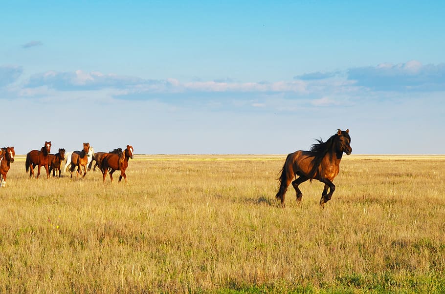 sky, kazakhstan, horses, summer, evening, landscape, nature, HD wallpaper