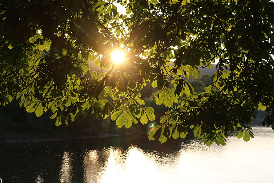 chestnut, tree, leaves, river, sunset, plant, sunlight, beauty in nature HD wallpaper