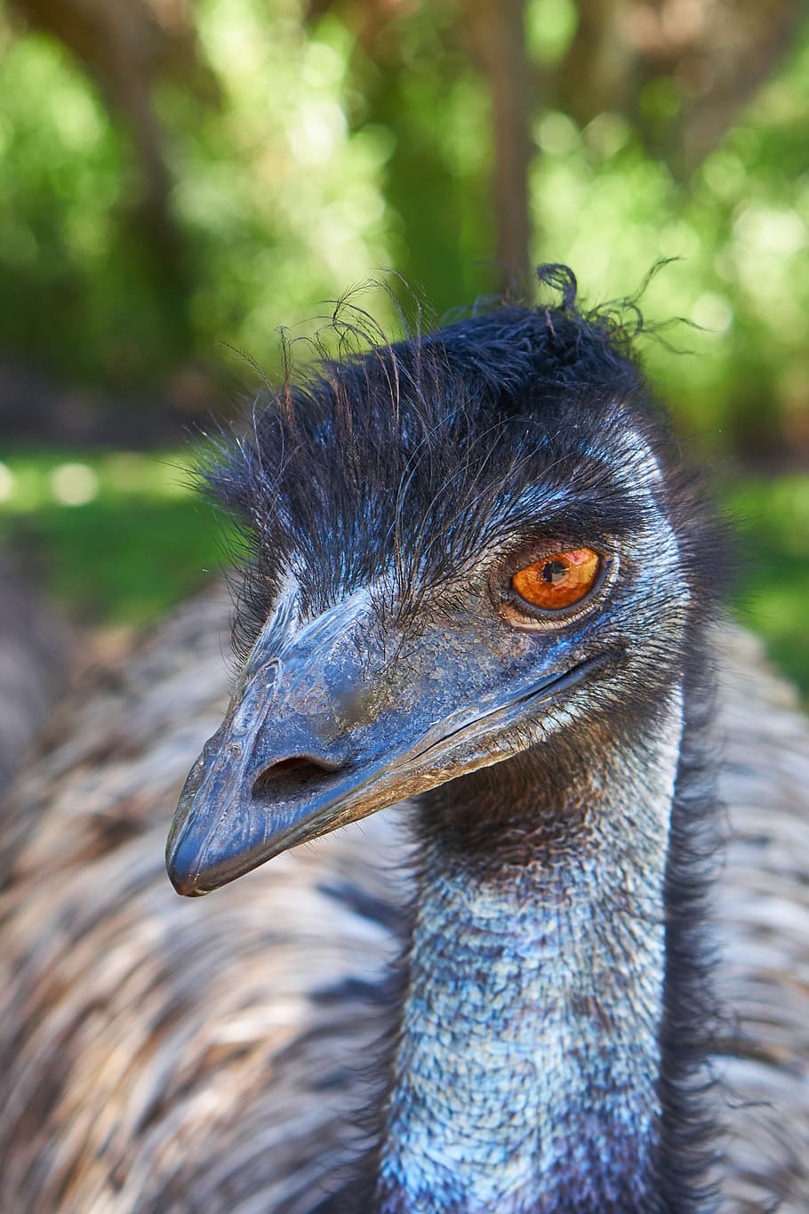 Premium Photo  Close up of australian blue emu with open mouth on nature  background..