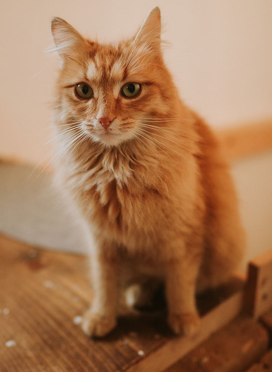 animals, pet, cat, domestic, mammal, pets, domestic animals HD wallpaper