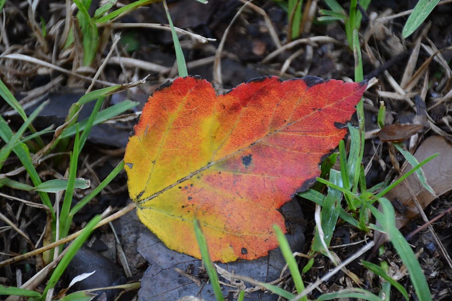 fall leaf, autumn, maple leaf, fall colors, plant part, change HD wallpaper