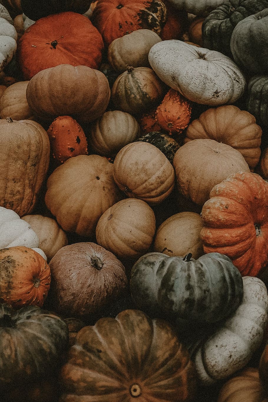 pile of assorted pumpkins, harvest, pumpkin patch, halloween
