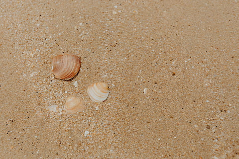 Sand beach background with sea shells & pebbles - many round small stones HD wallpaper