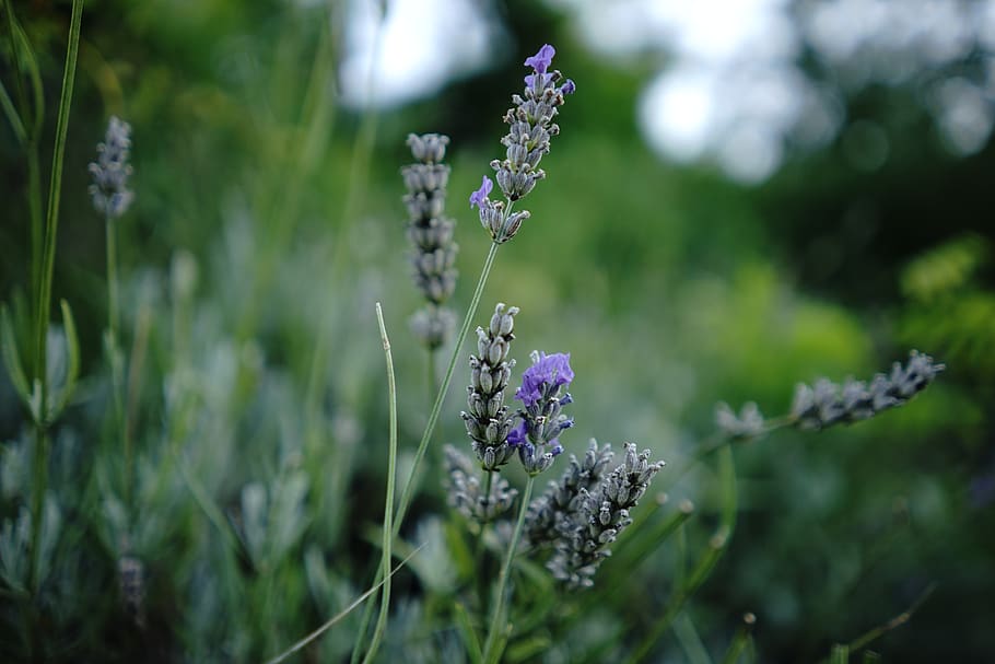 lavender, flower, blossom, plant, flowering plant, beauty in nature HD wallpaper