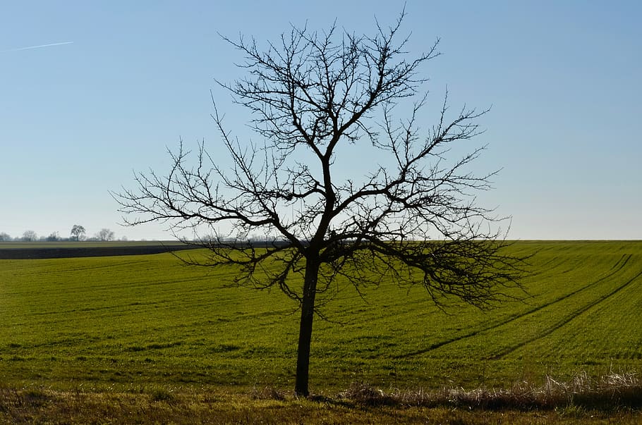 fruit tree, field, landscape, agriculture, sky, arable, arable land HD wallpaper