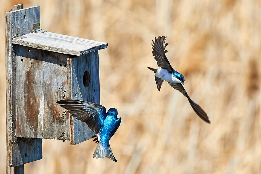 panning photo of two blue birds, swallow, animal, bluebird, flying