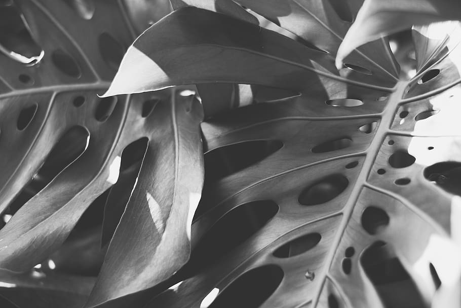 leaf, plant, wheel, machine, flower, blossom, spoke, veins HD wallpaper
