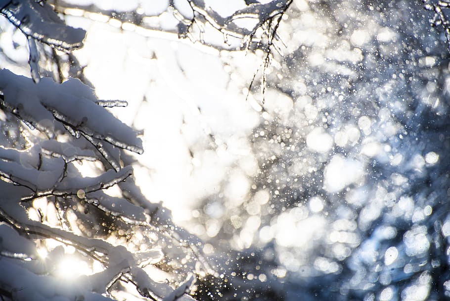 winter, magic, snow, trees, sunlight, cold, wintry, frost, nature HD wallpaper