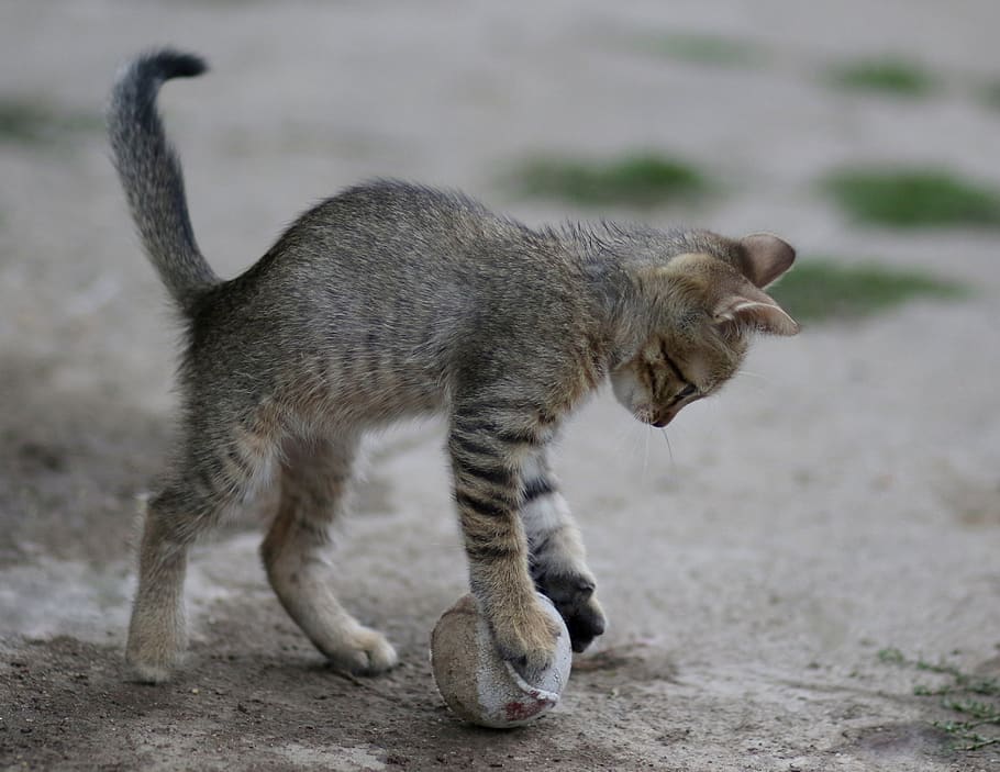 cat, small, animals, play, ball, animal themes, mammal, one animal HD wallpaper