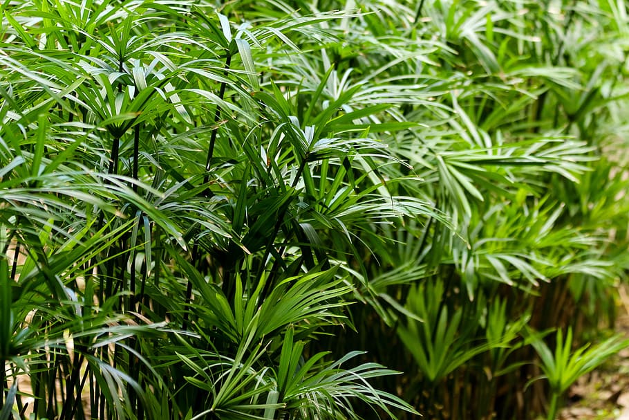 Green Palm Plant, botanical, bright, close-up, daytime, environment HD wallpaper