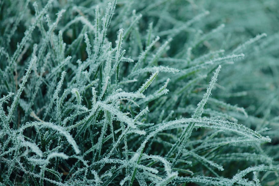 green plant, nature, ice, outdoors, snow, frost, winter, leaf HD wallpaper