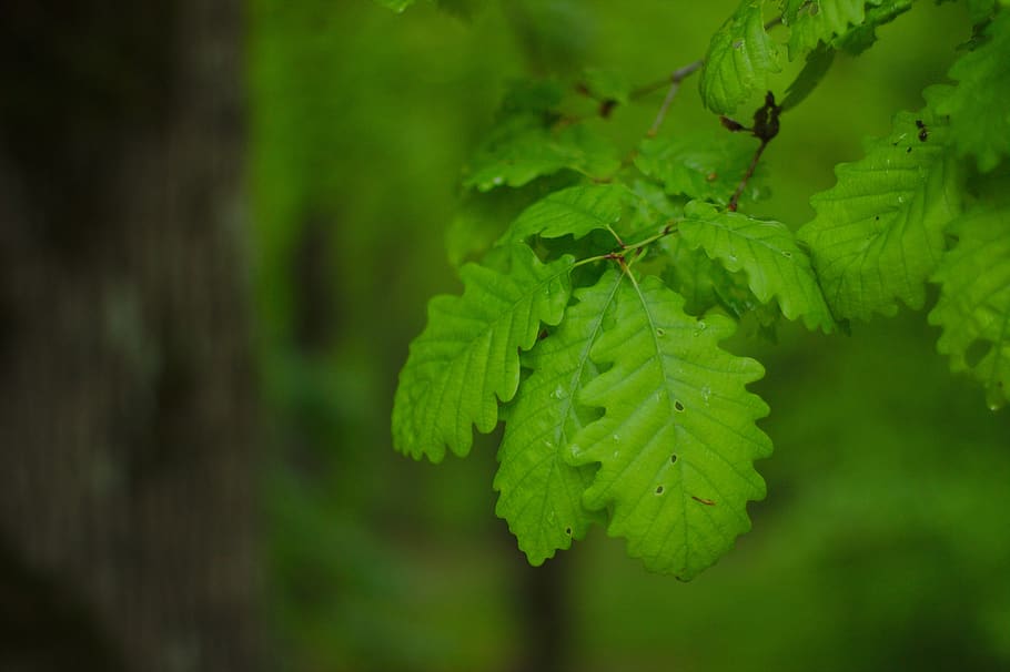 green, leaf, spring, tree, arbor, natural, forest, environment HD wallpaper