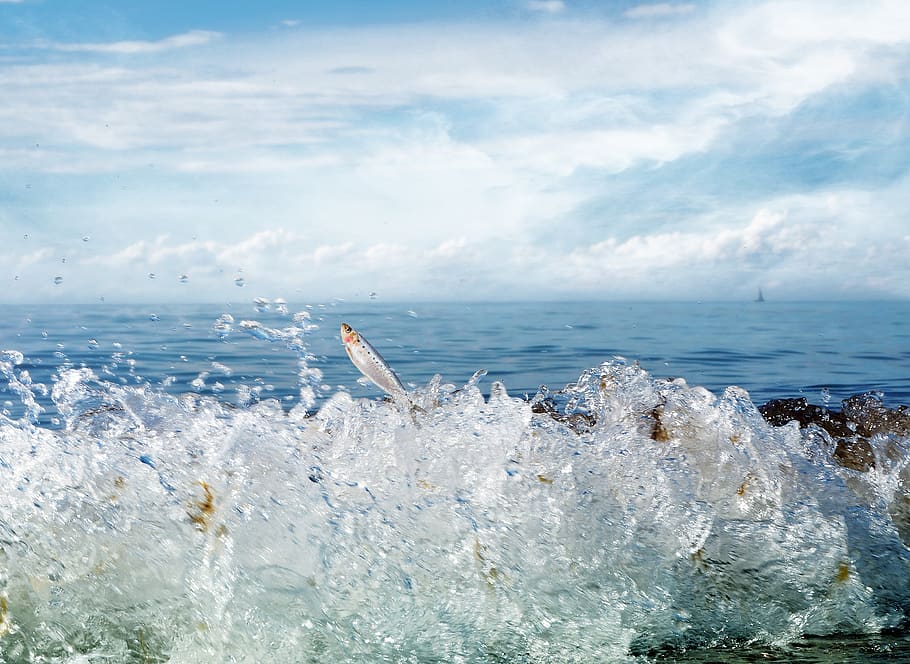 Grey Fish Jumping Out of Water, action, animal, day, motion, nature HD wallpaper