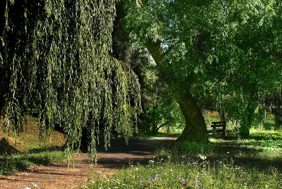 tree, the path, forest, forests, nature, landscape, green, the stage HD wallpaper