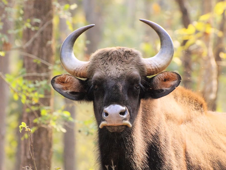 portrait, head, horns, animal, wildlife, gaur, india, brown, HD wallpaper