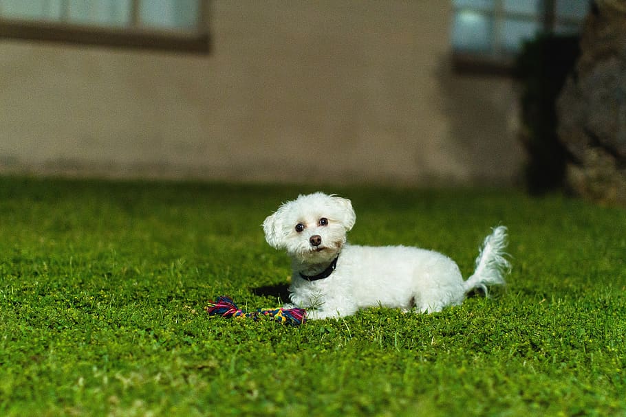united states, phoenix, domestic, pets, domestic animals, canine HD wallpaper