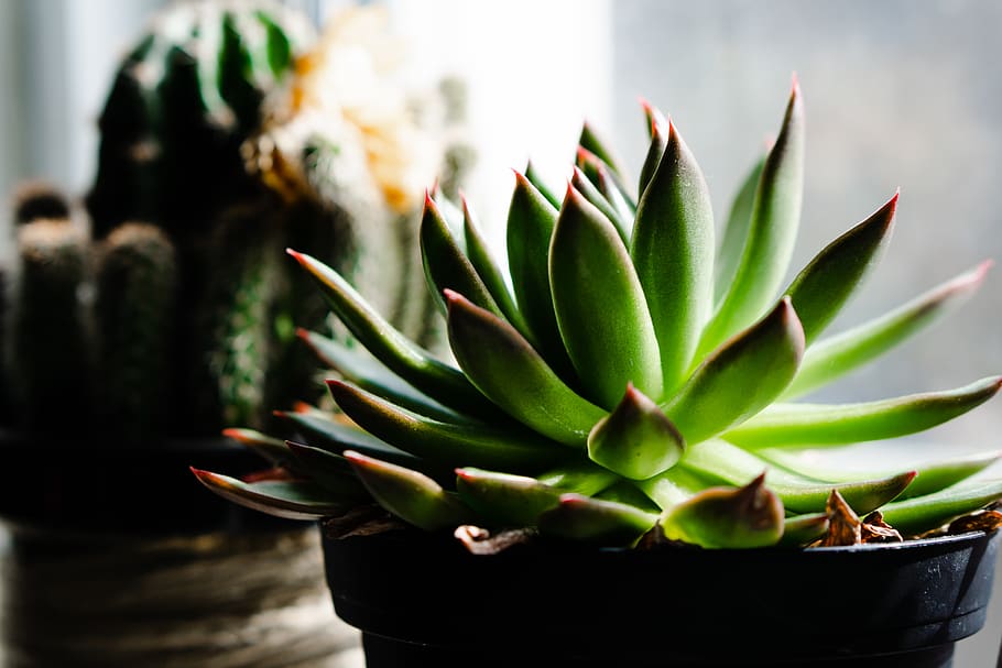 green plant, aloe, tree, cactus, vegetation, indoor, plants, suculents HD wallpaper