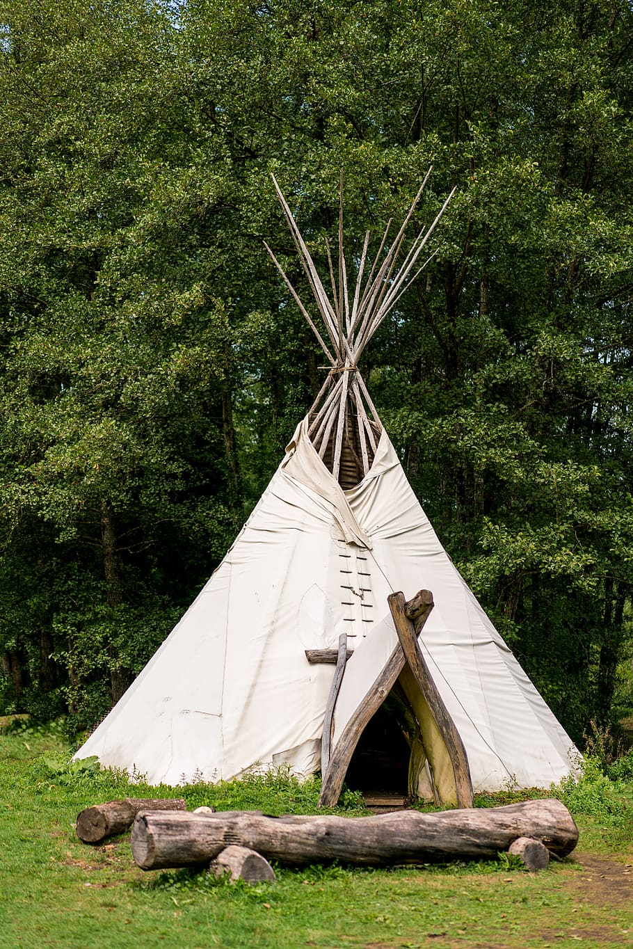 tipi, tent, indians, camp, wilderness, tree, plant, nature HD wallpaper