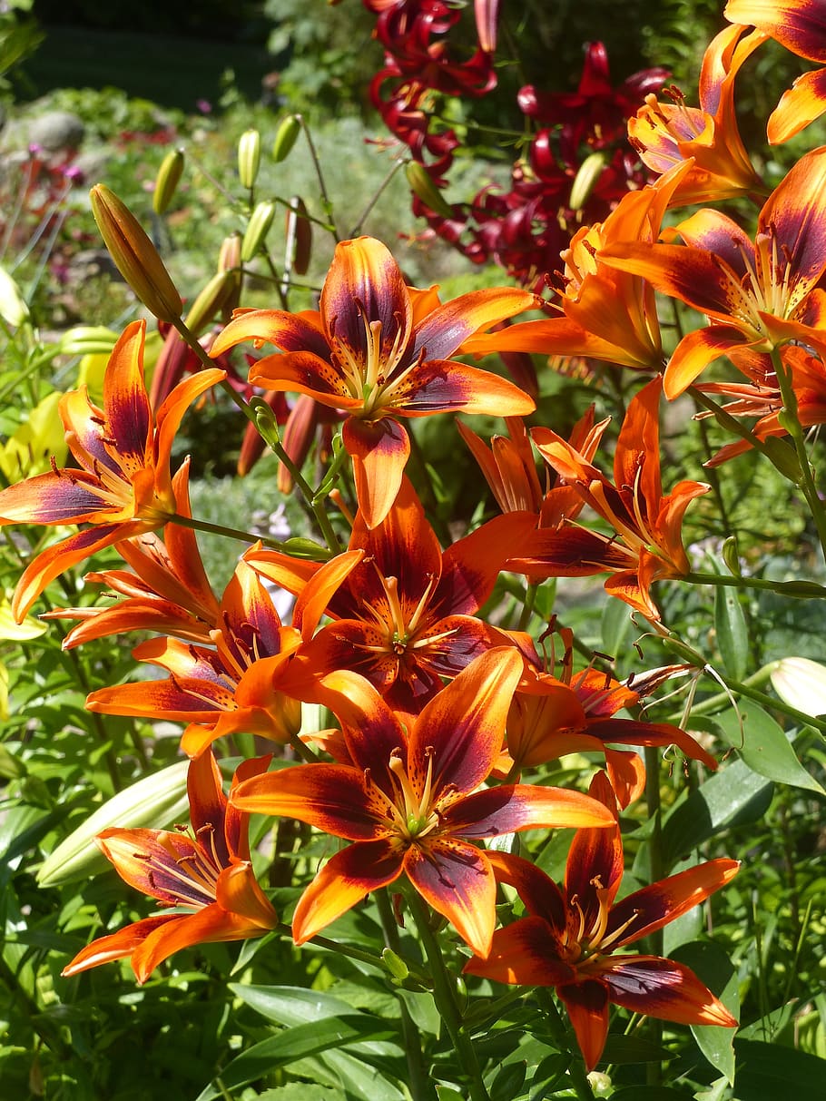 lilies, orange, green, leaf, summer, garden, flower, flowering plant HD wallpaper