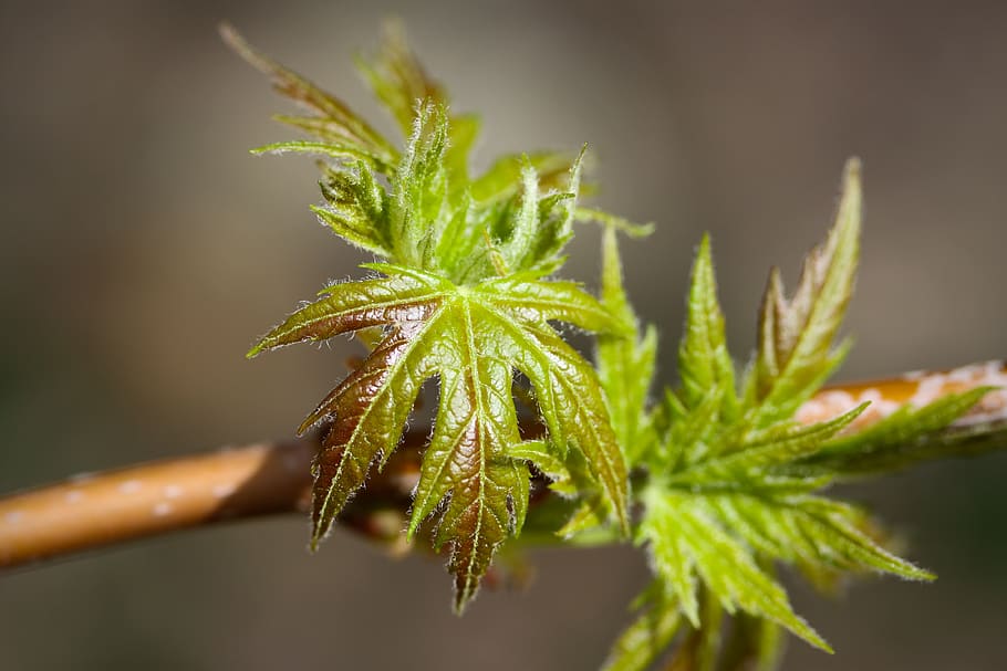 silver maple, leaves, tiny, macro, spring, close-up, plant
